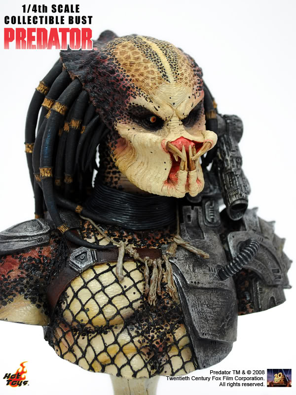 10PredatorBust.jpg