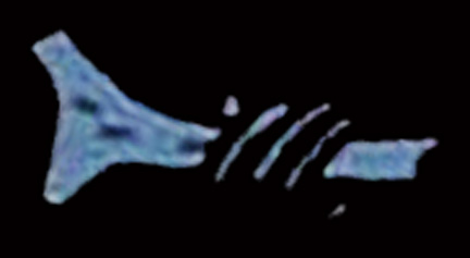 114 bone 01.jpg
