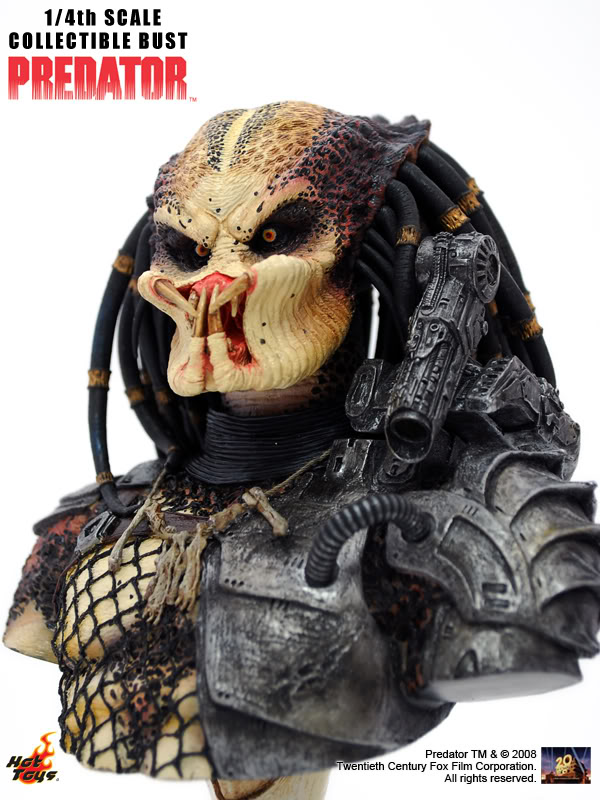 11PredatorBust.jpg