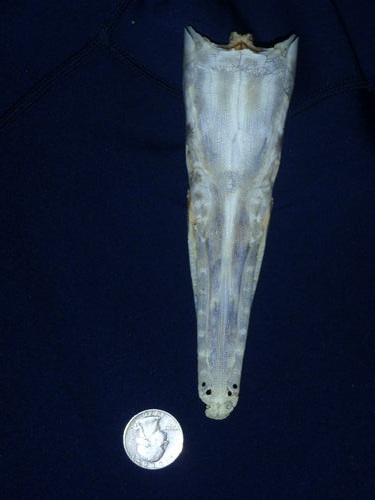 12018-garfishskull.jpg