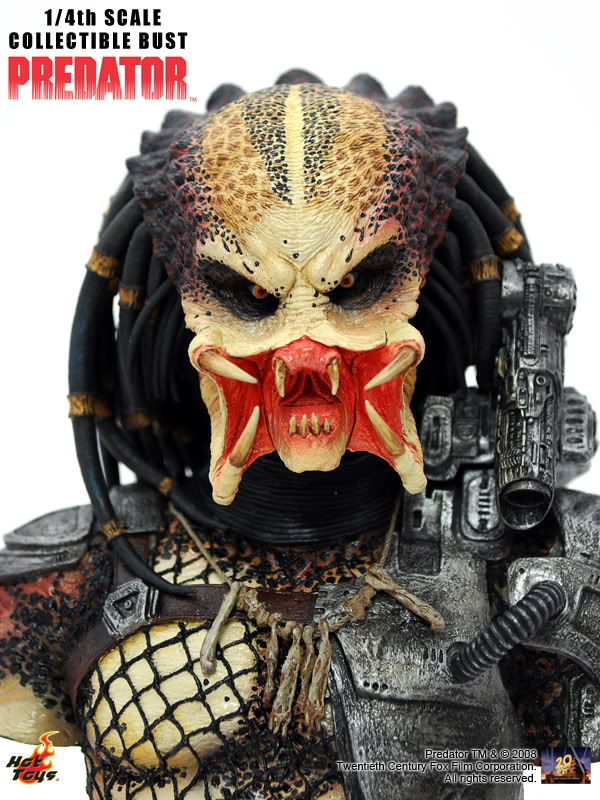 13PredatorBust.jpg