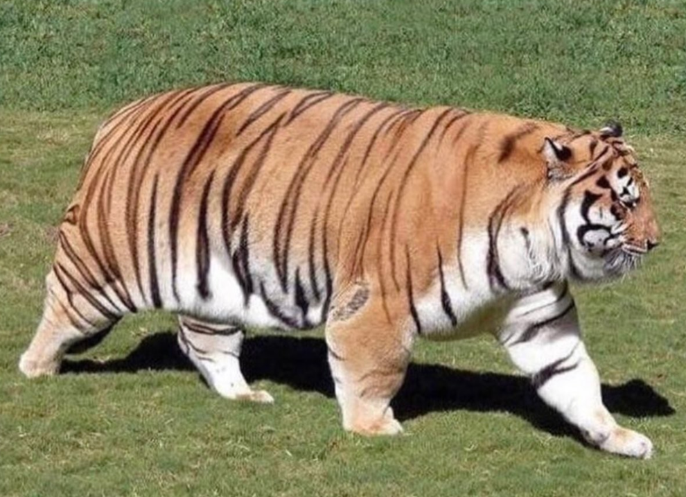 1602868361621.png