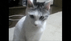 4BD09A6A-5718-4B09-962D-290D612476E5.gif