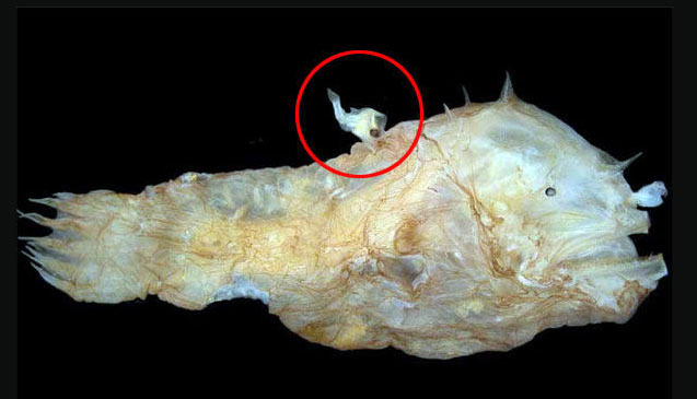 angler-fish-male.jpg
