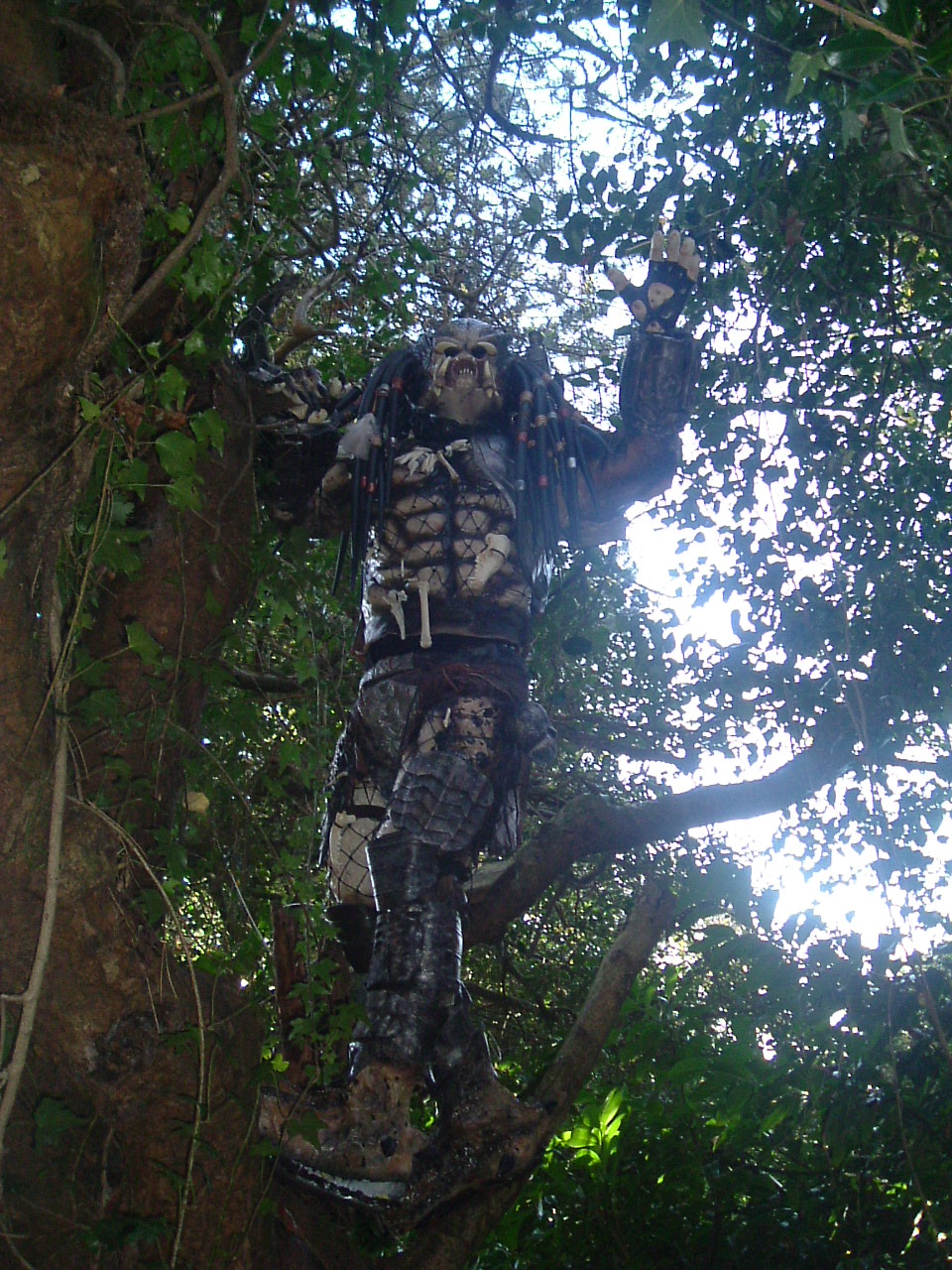 asda predator 021.JPG
