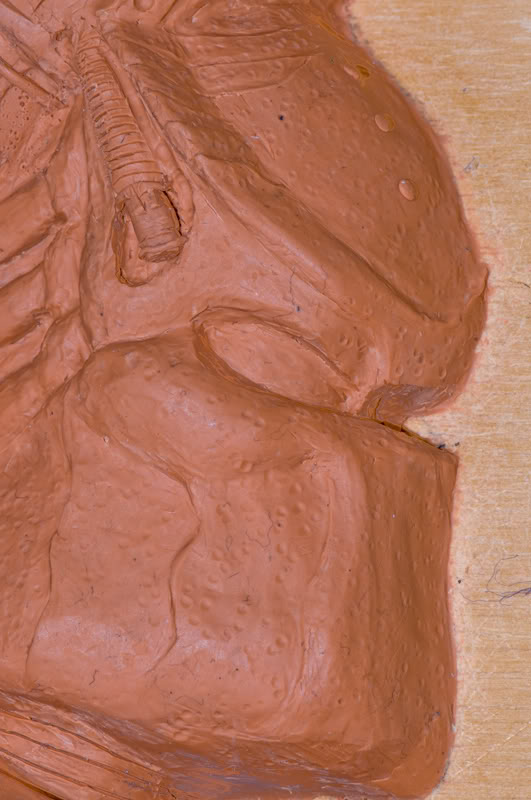 AVP-_11-19-2009_5122.jpg
