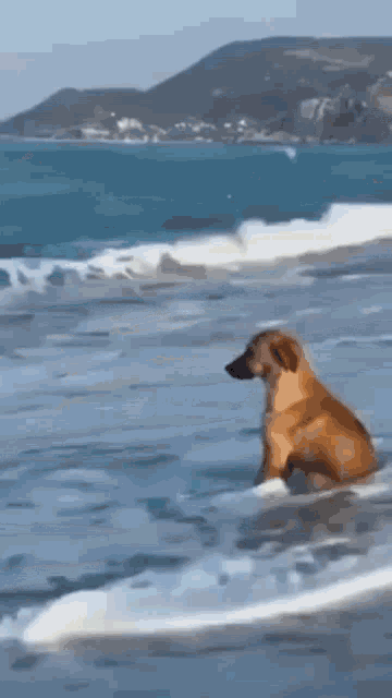 beach-dog.gif