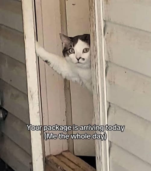 cat1.jpeg