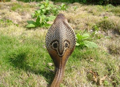 cobra1-390x285.jpg