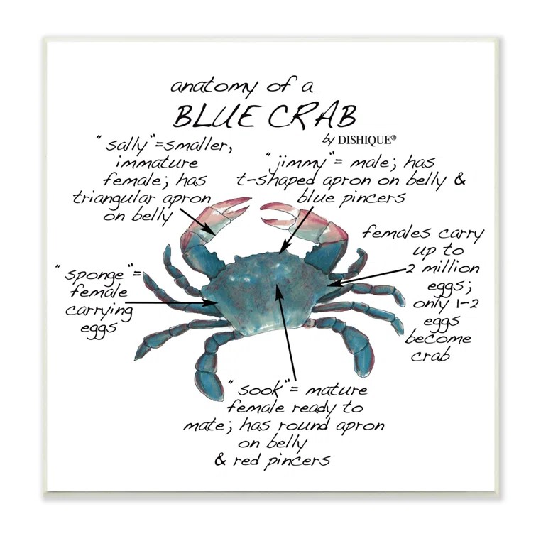 Crab+Anatomy.jpg