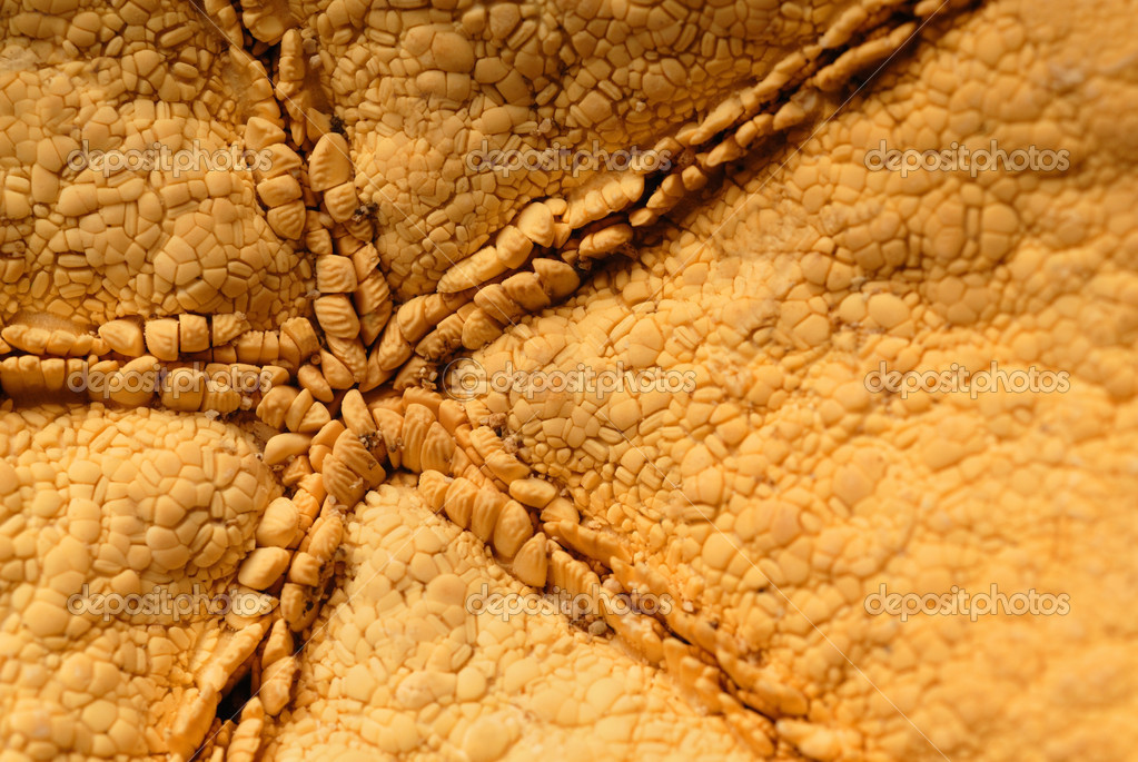 depositphotos_1853972-Starfish-detail-extreme-close-up.jpg
