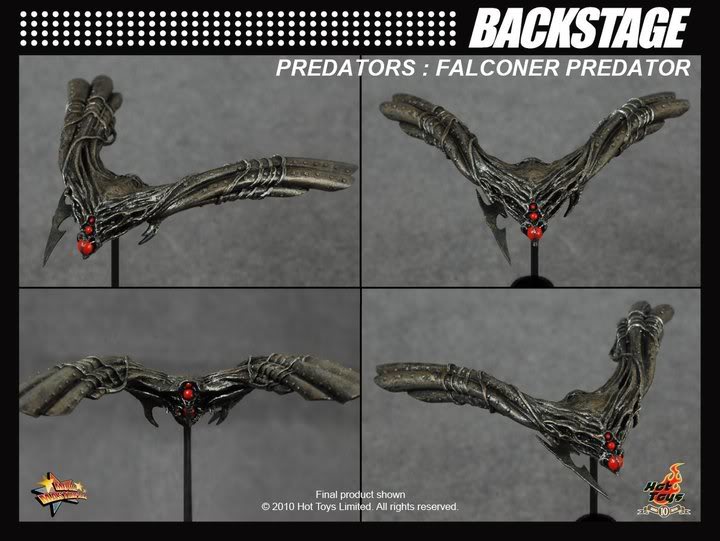 falconerfalcon2.jpg