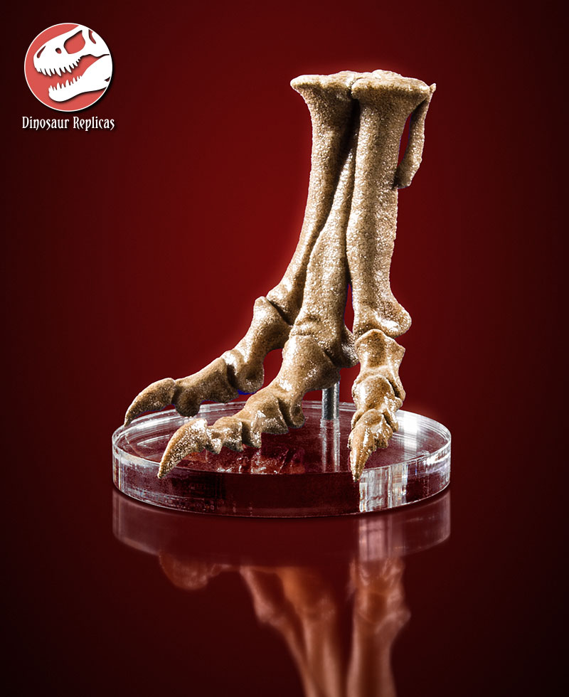 foot_rex_deviant_03a_by_strick67-dcnfl1d.jpg