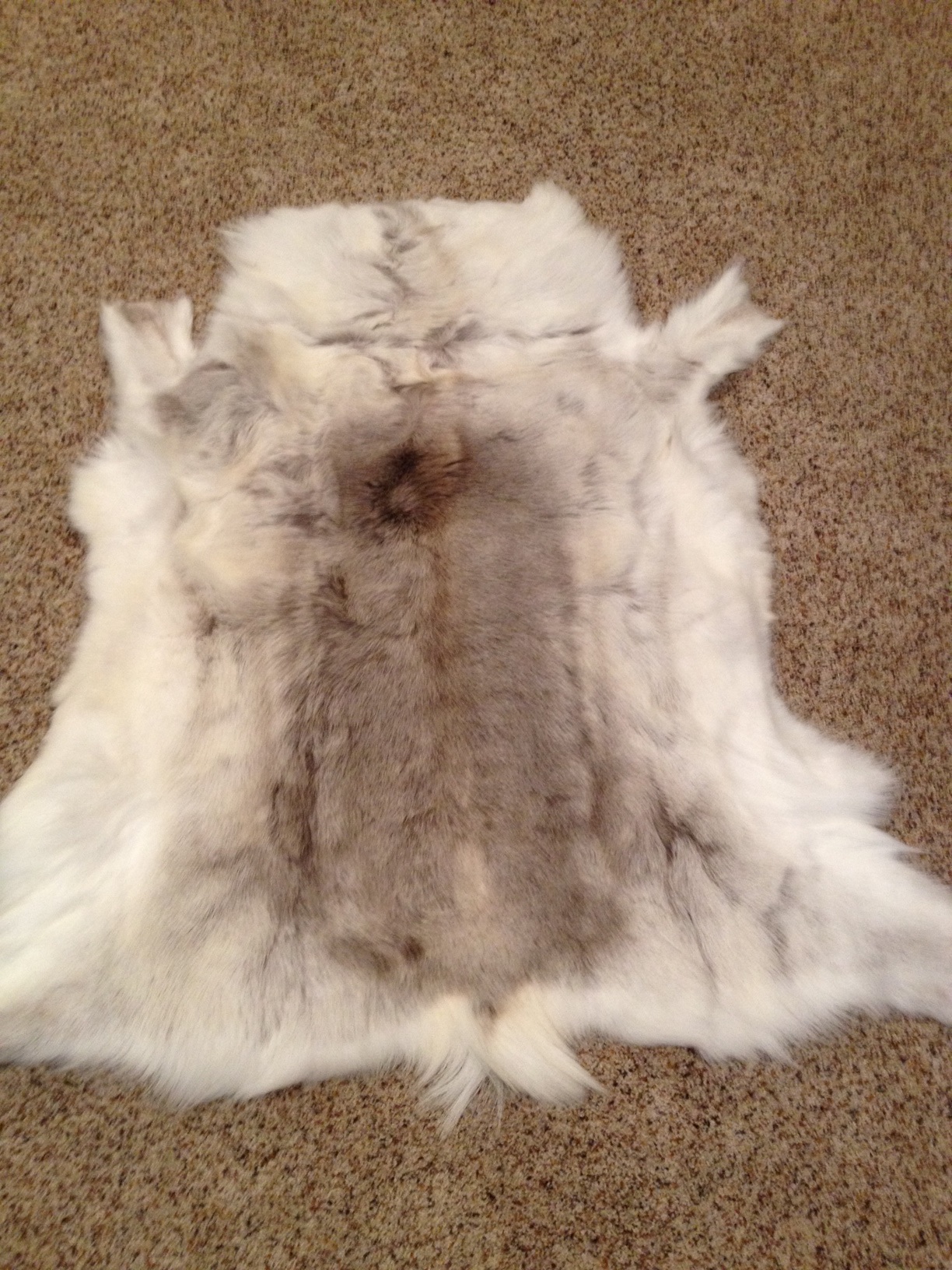 Fur 1.jpg