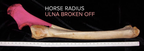 horse radial ulna.jpg