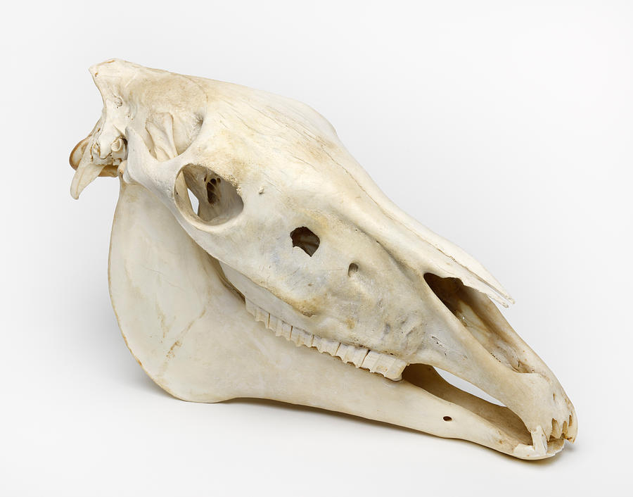 horse-skull-martin-shields.jpg