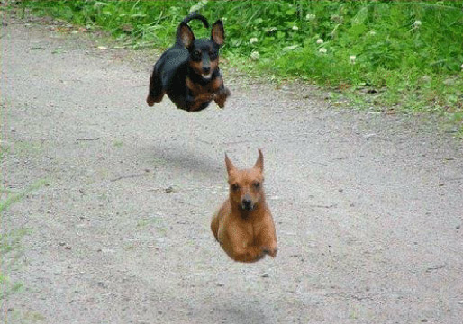 hover dogs.jpg