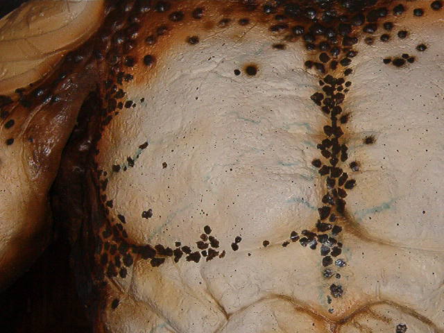 IM004930.JPG