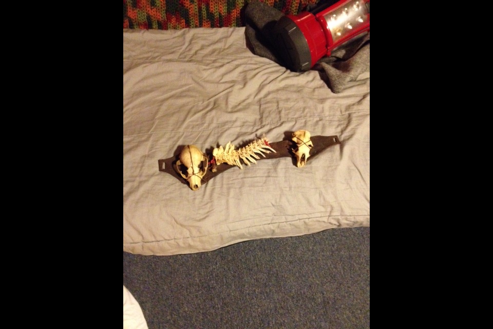 image.jpg