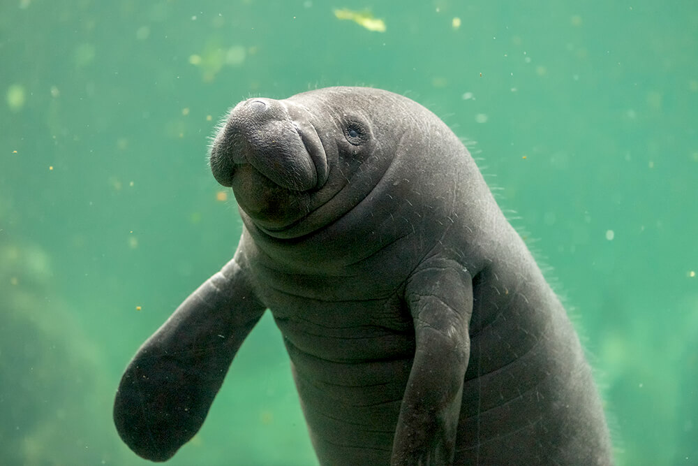 manatee_01.jpg