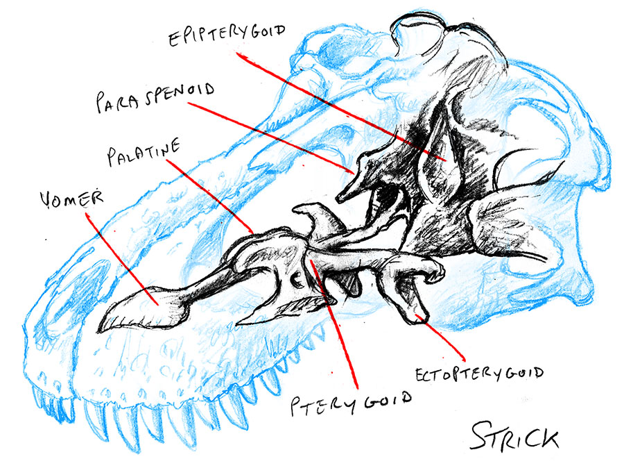 palette_braincase_by_strick67-dc85twt.jpg