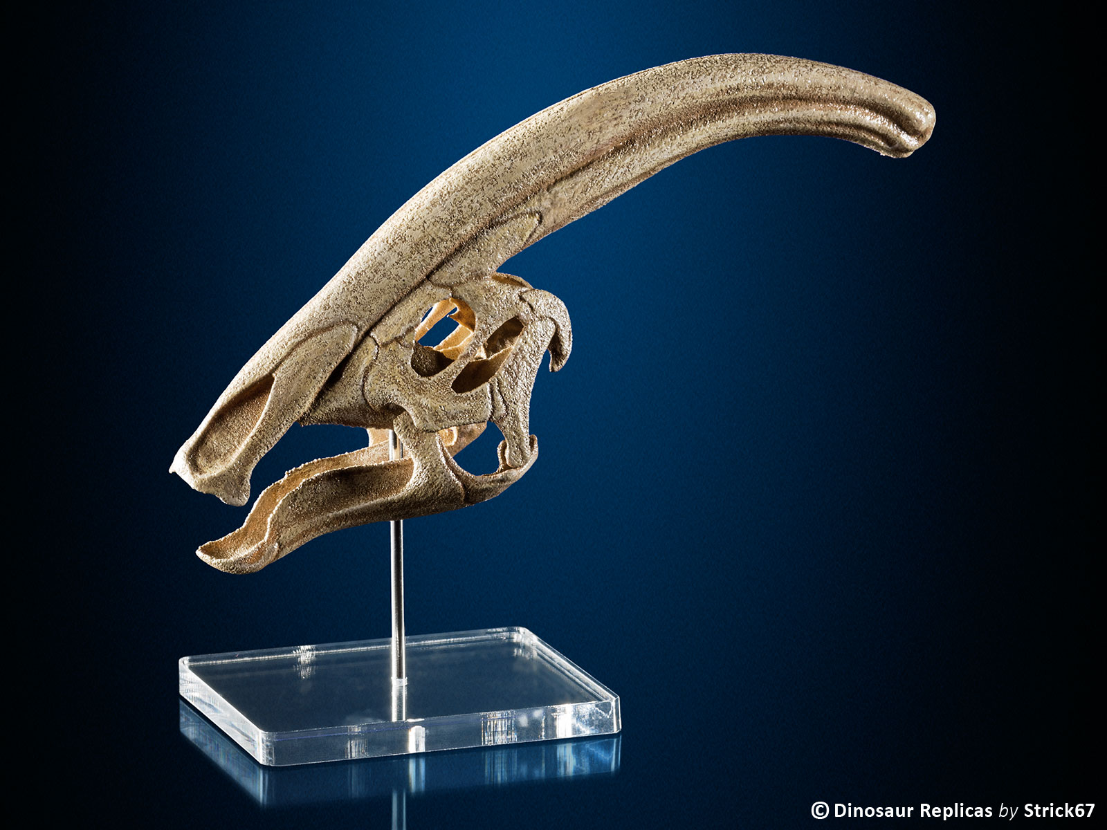 dinosaur bone replicas