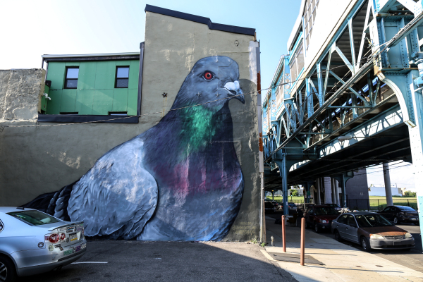 pigeon+copy.jpg
