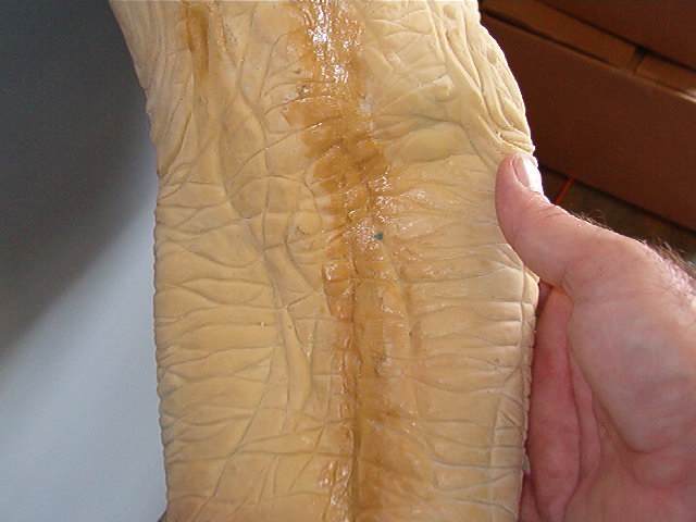 Predator torso in latex and lining 003.jpg