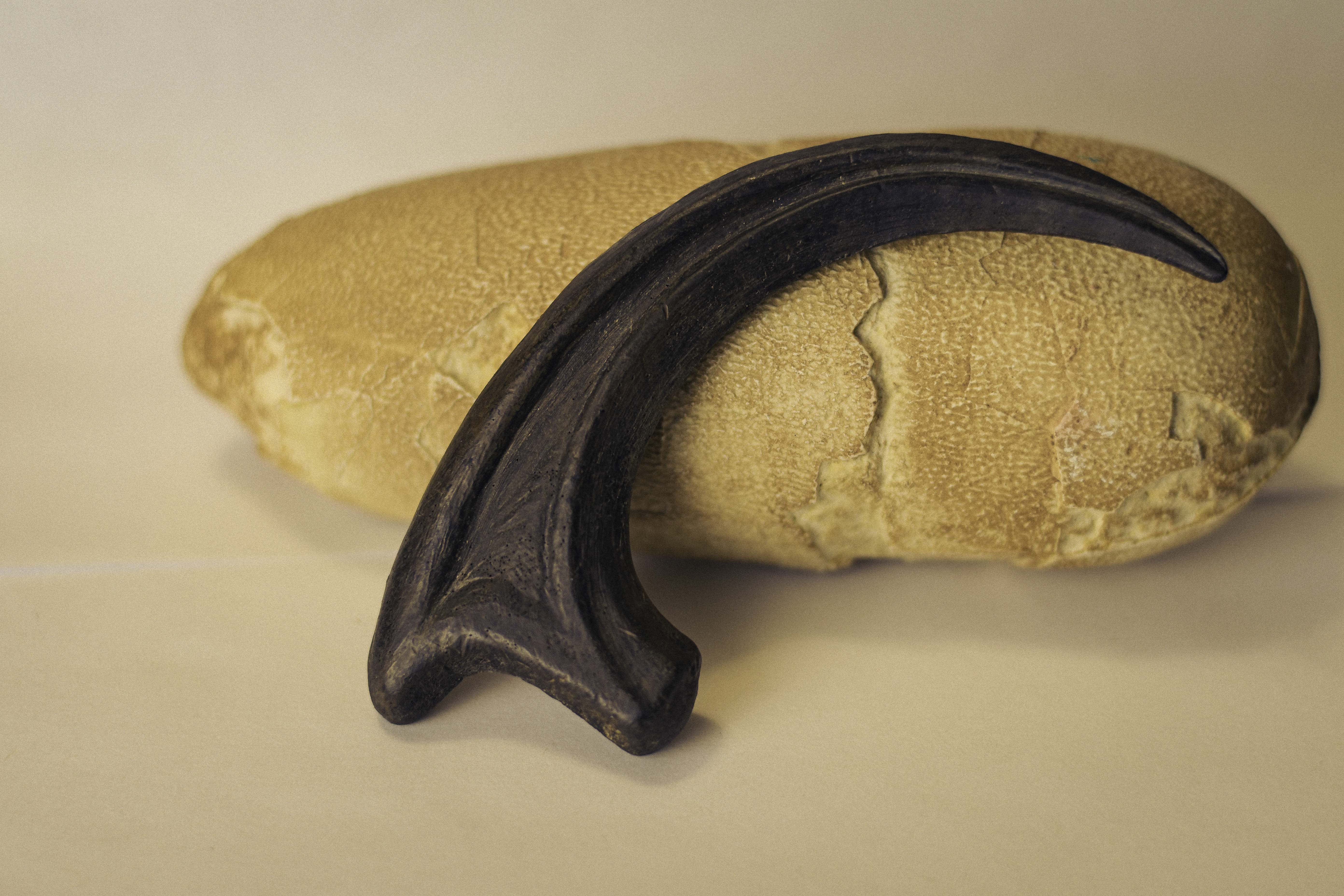 Raptor Claw2-1.jpg