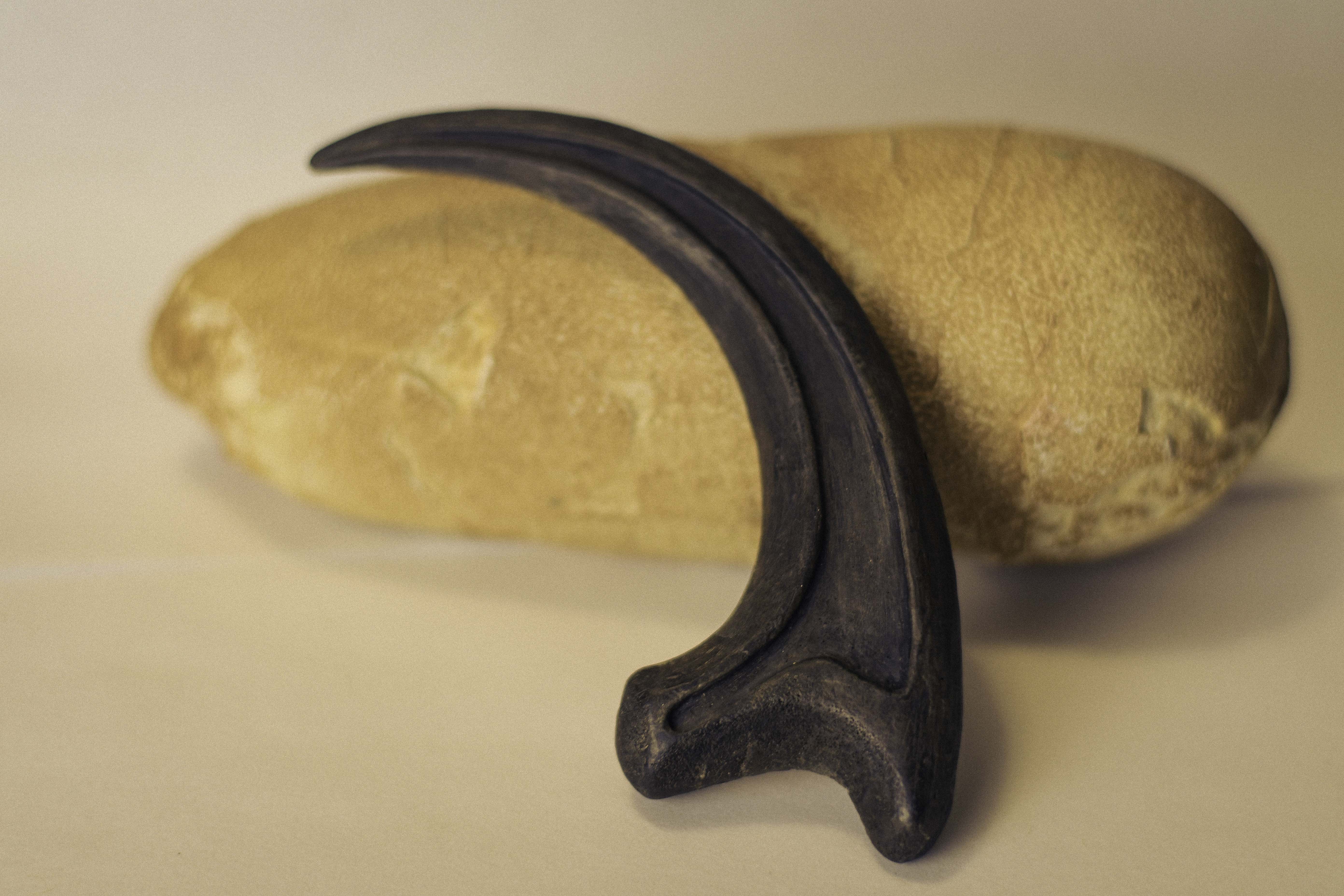 Raptor Claw2-2.jpg