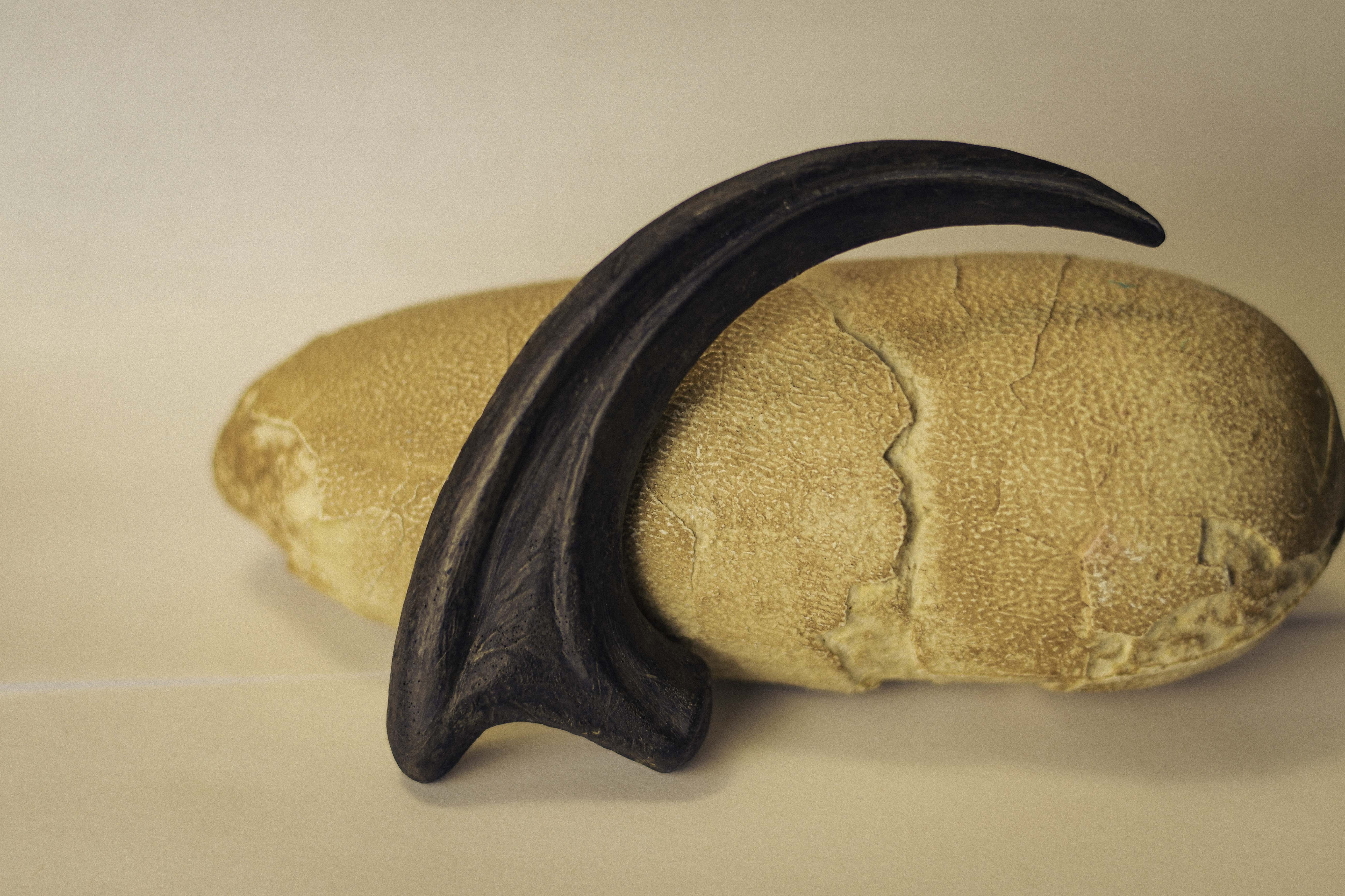 Raptor Claw2-3.jpg