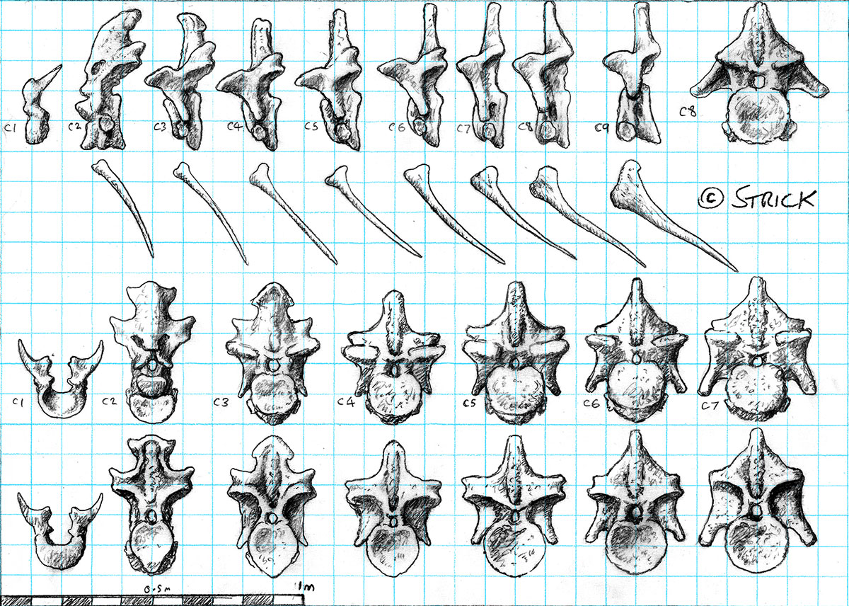 rex_cervicals_multi_small_by_strick67-dc905ix.jpg