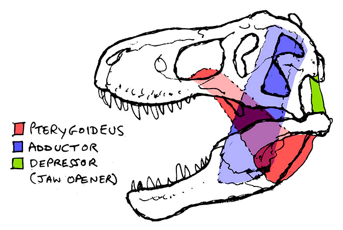 t rex jaw bone
