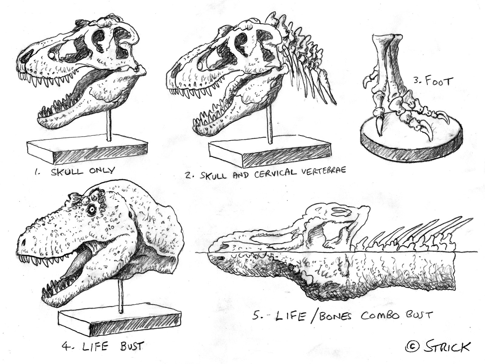 rex_product_variations_by_strick67-dc7nw3a.jpg