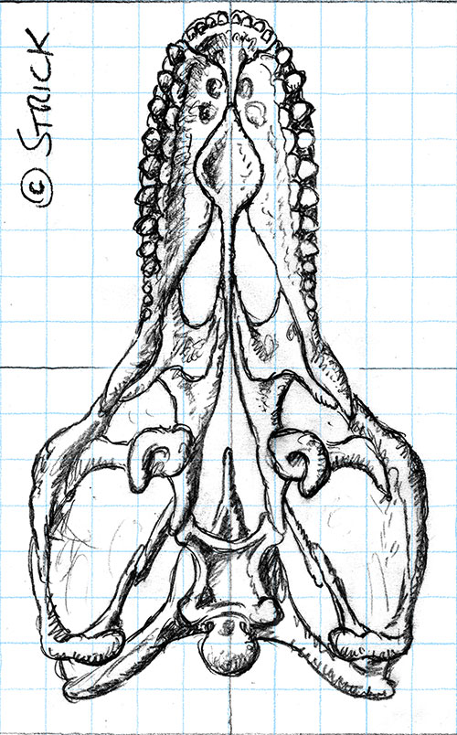rex_skull_ventral_by_strick67-dc8crda.jpg