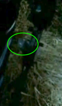 Rexim Favour The Beast Must Die framegrab 20.png