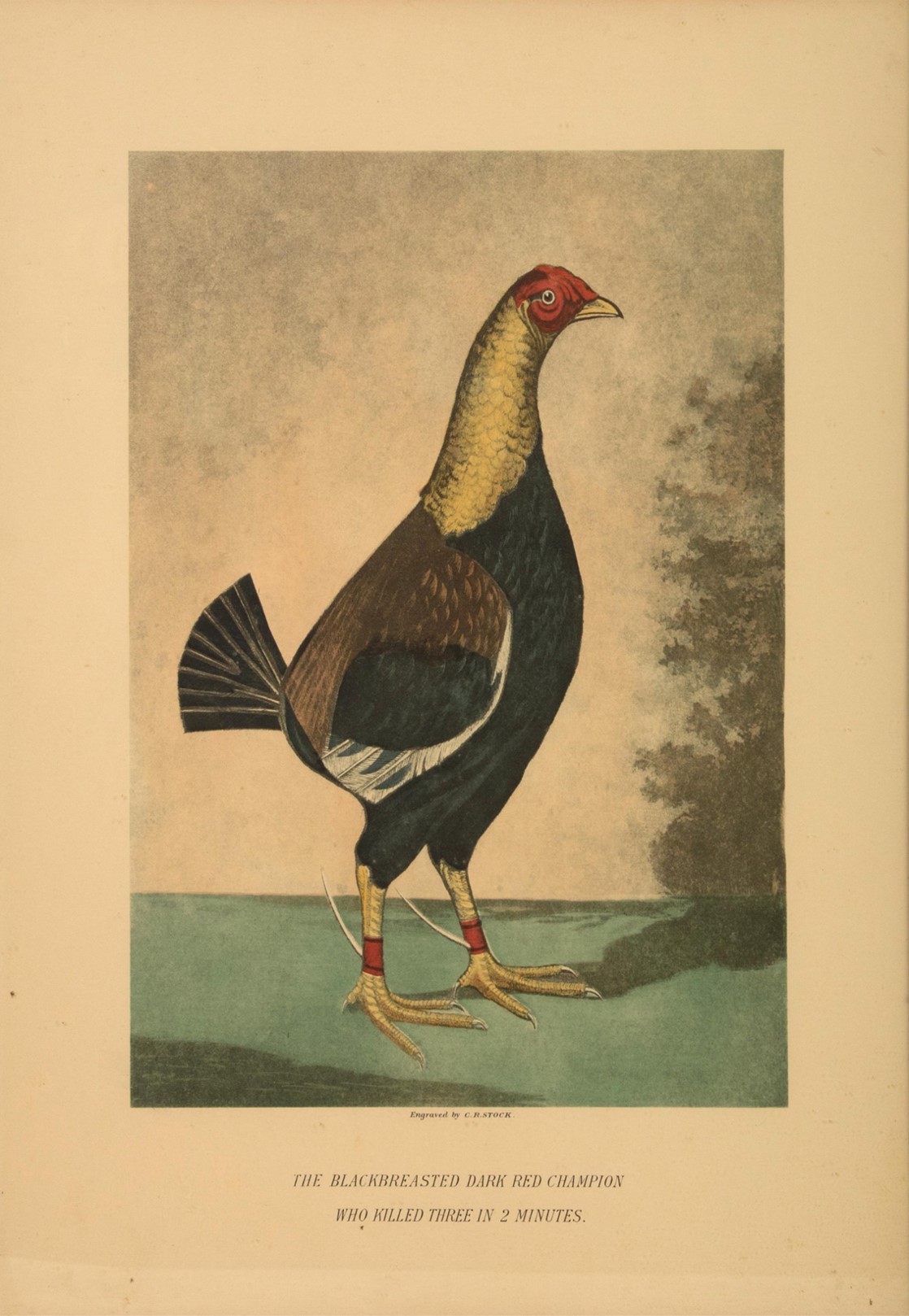 rooster-2b.jpg