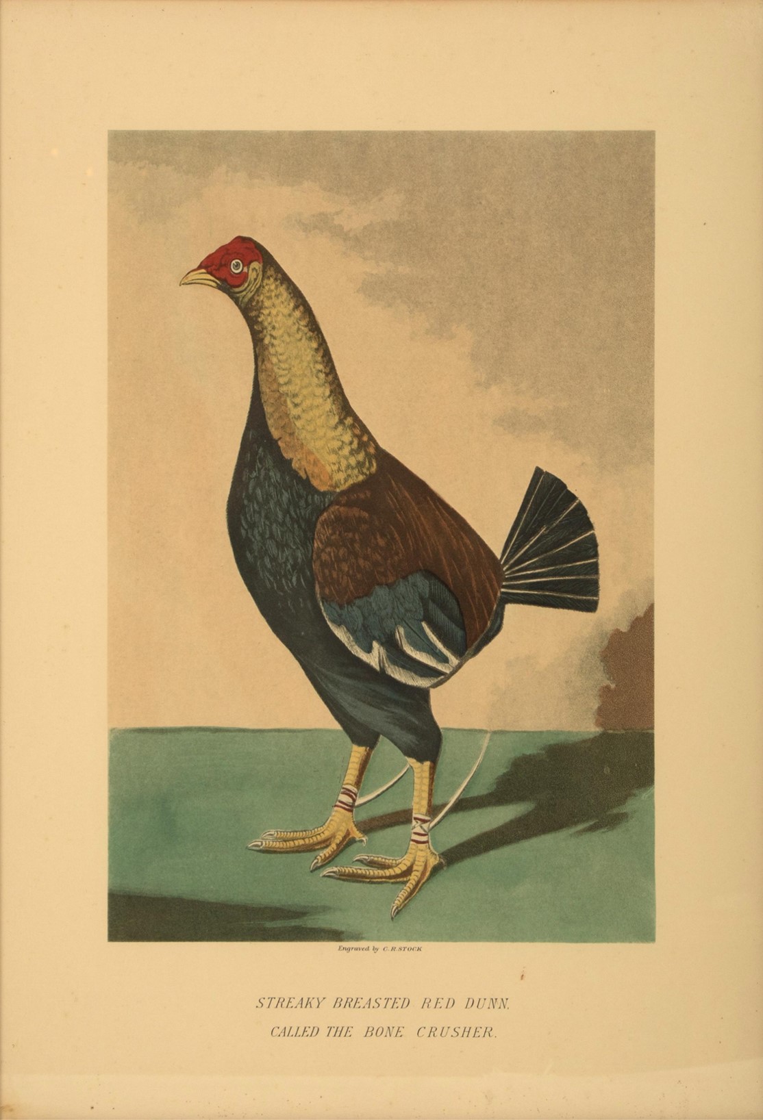 rooster-4b.jpg