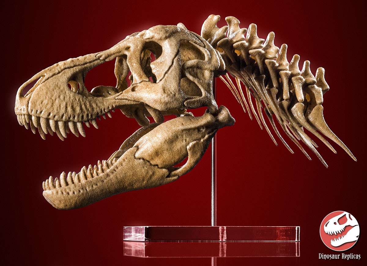 scale_model_tyrannosaurus_rex___skull_and_neck_by_strick67-dcnr7tu.jpg