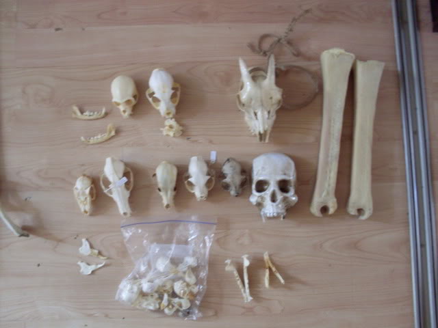 SDC10102.jpg