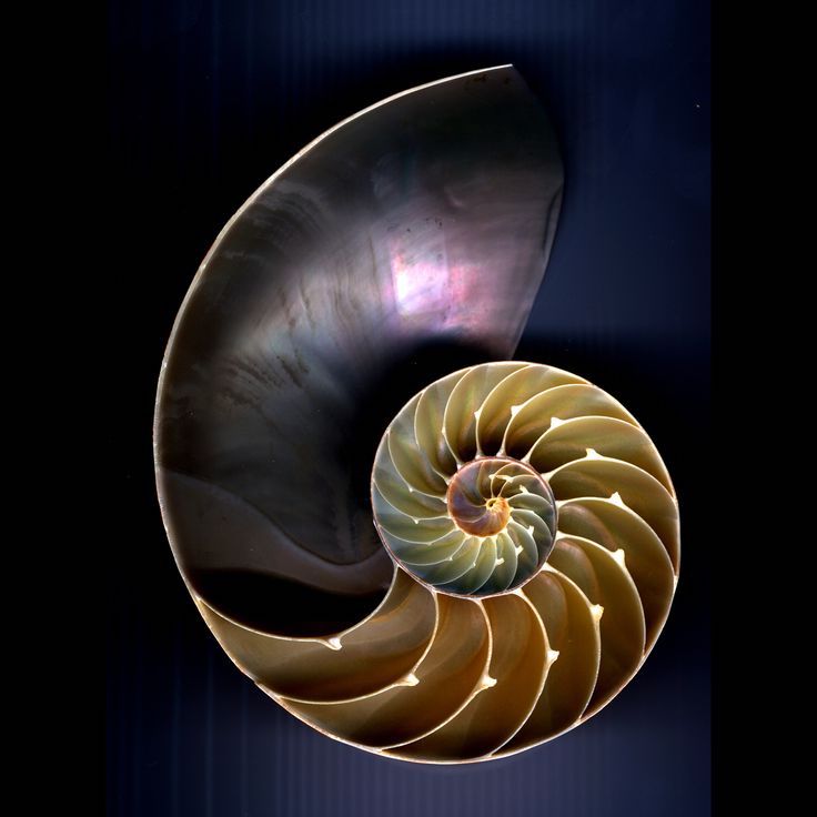 shell-spiral.jpg