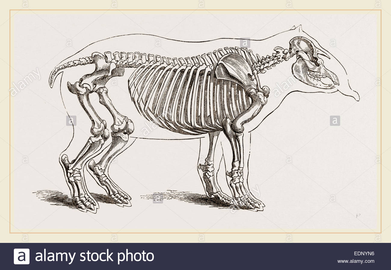 skeleton-of-american-tapir-EDNYN6.jpg