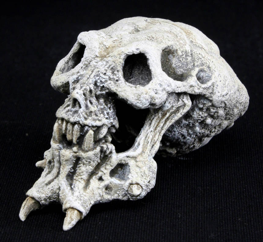 skull.jpg