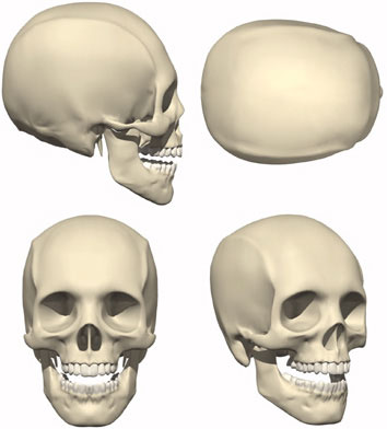 skull.jpg