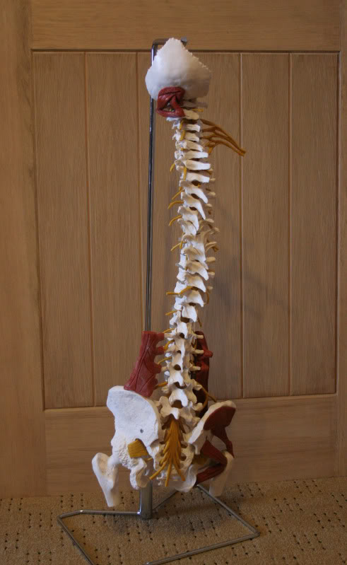 spine1.jpg