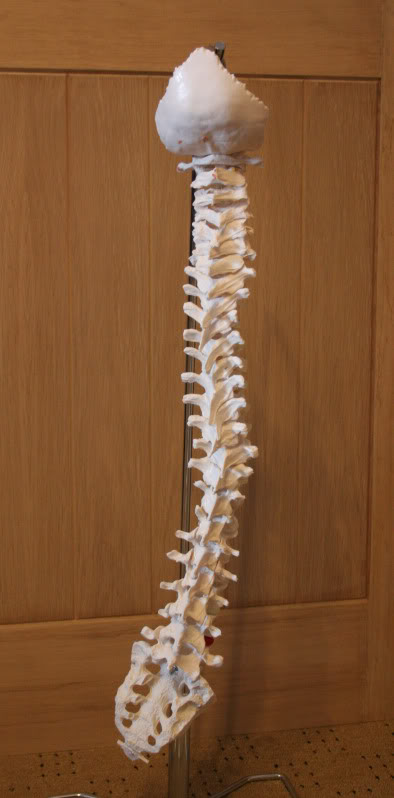 spine2.jpg
