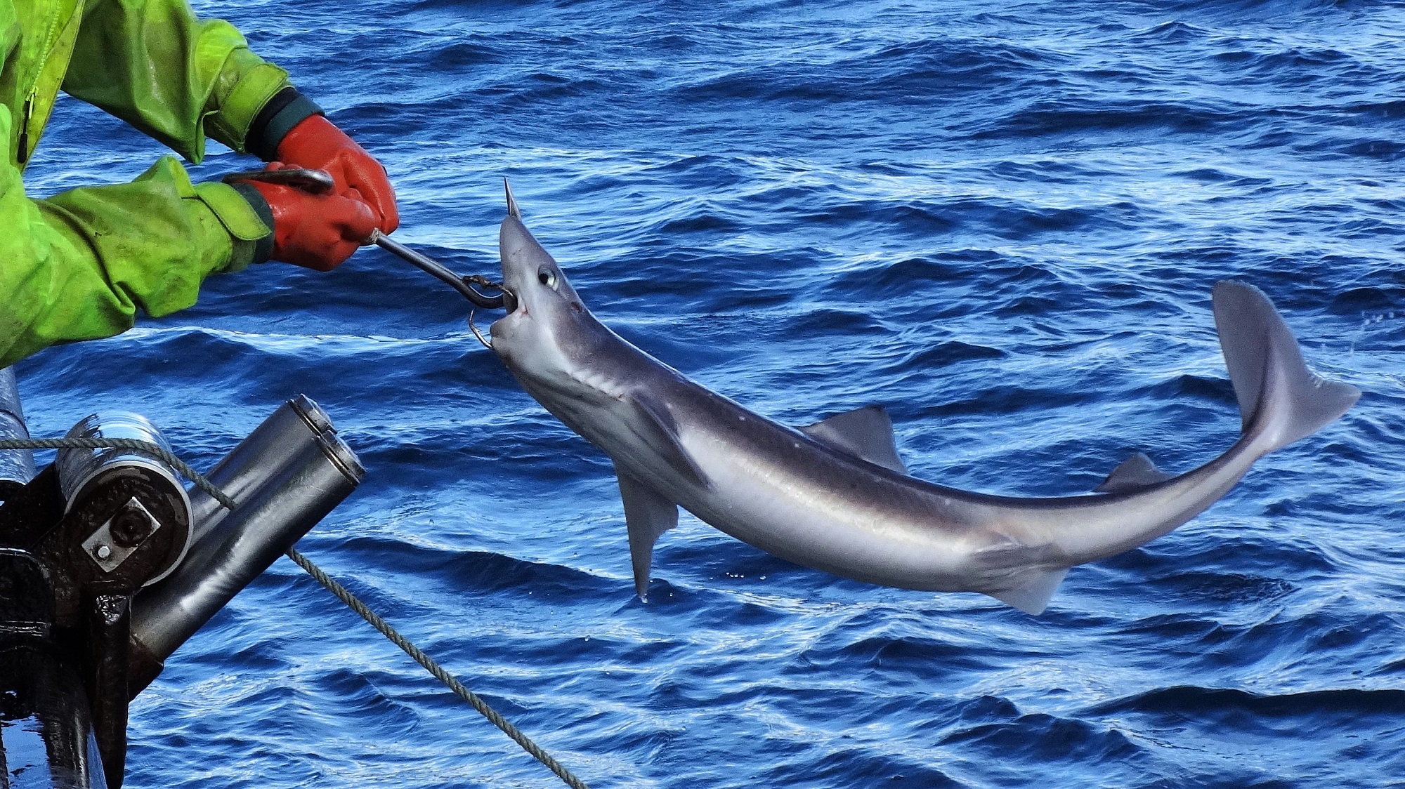 spiny dogfish.jpg