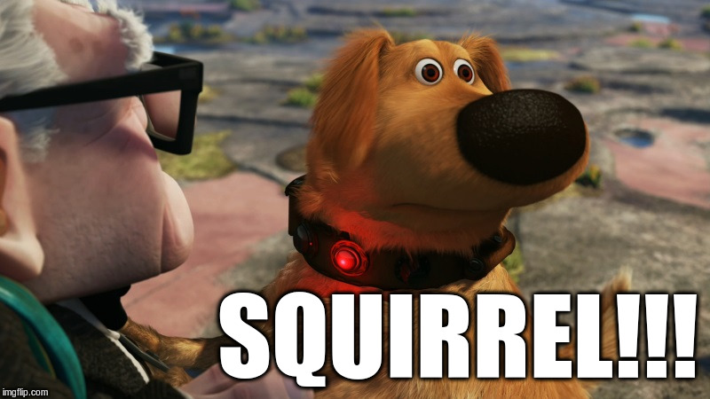 Squirrel.jpg