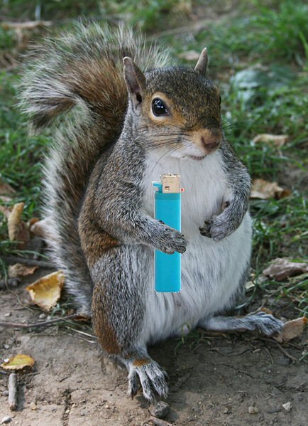 Squirrellighter.jpg