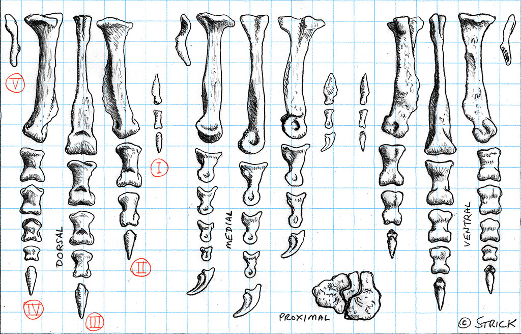 sue_foot_bones_small_by_strick67-dcbp64r.jpg